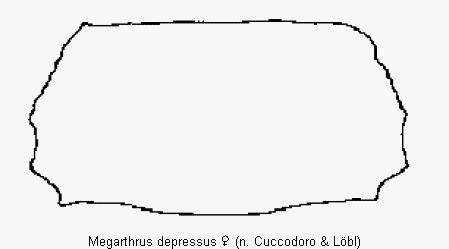 megarthrus_depressus_hsch1.gif