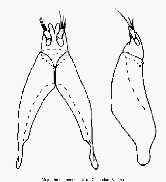 megarthrus_depressus_ovi.gif