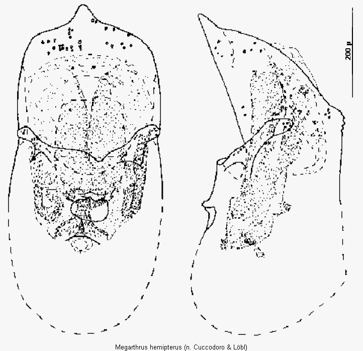 megarthrus_hemipterus.gif