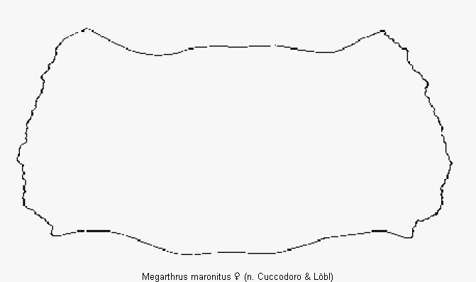 megarthrus_maronitus_hsch.gif