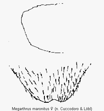 megarthrus_maronitus_ter.gif