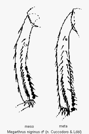 megarthrus_nigrinus_schn.gif