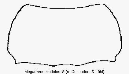 megarthrus_nitidulus_hsch1.gif