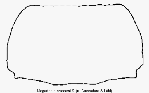 megarthrus_prosseni_hsch1.gif
