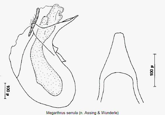 megarthrus_serrula.gif