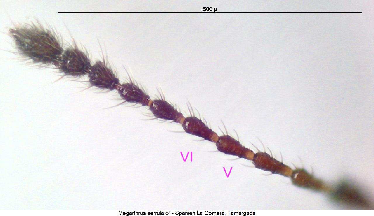 megarthrus_serrula_f.jpg
