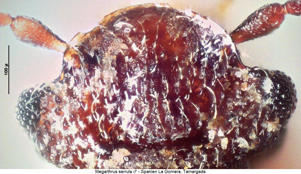 megarthrus_serrula_k.jpg