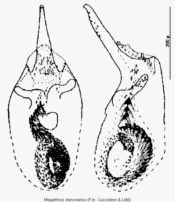 megarthrus_stercorarius1.gif