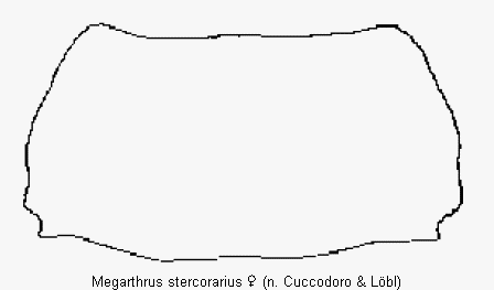megarthrus_stercorarius_hsch.gif