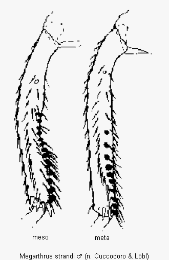 megarthrus_strandi_schn.gif