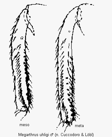 megarthrus_uhligi_schn.gif