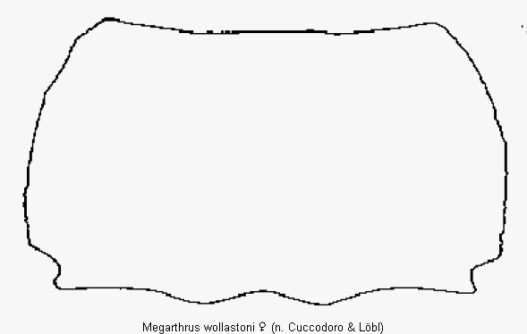 megarthrus_wollastoni_hsch.gif