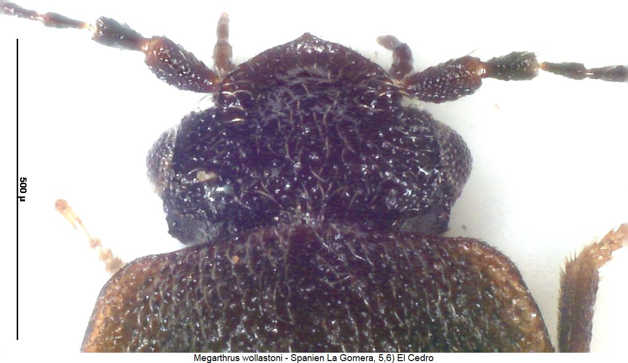 megarthrus_wollastoni_k.jpg