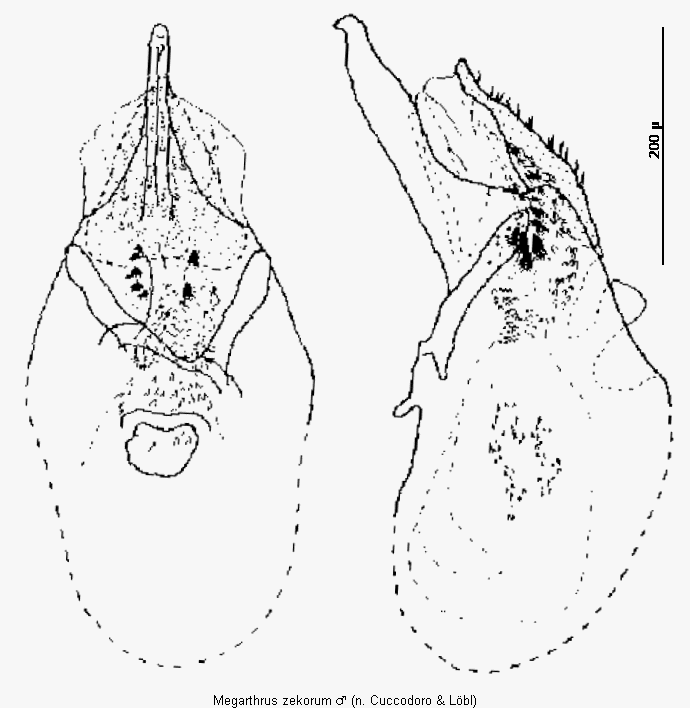 megarthrus_zekorum.gif
