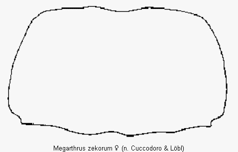 megarthrus_zekorum_hsch.gif