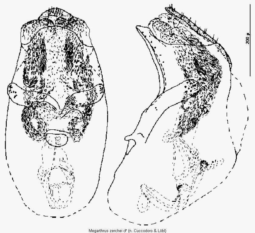 megarthrus_zerchei.gif