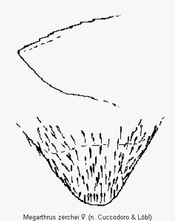 megarthrus_zerchei_ter.gif
