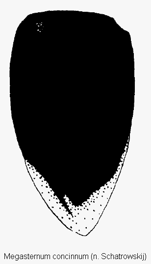 megasternum_concinnum_fld.gif