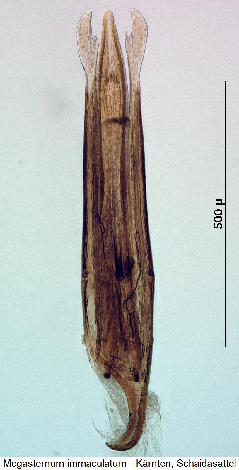 megasternum_immaculatum1.jpg