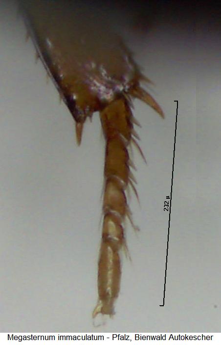 megasternum_immaculatum_htr.jpg