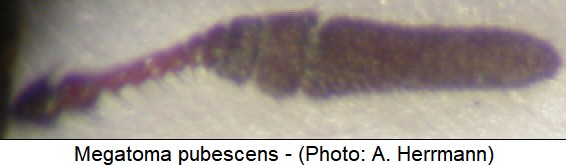 megatoma_pubescens_f.jpg