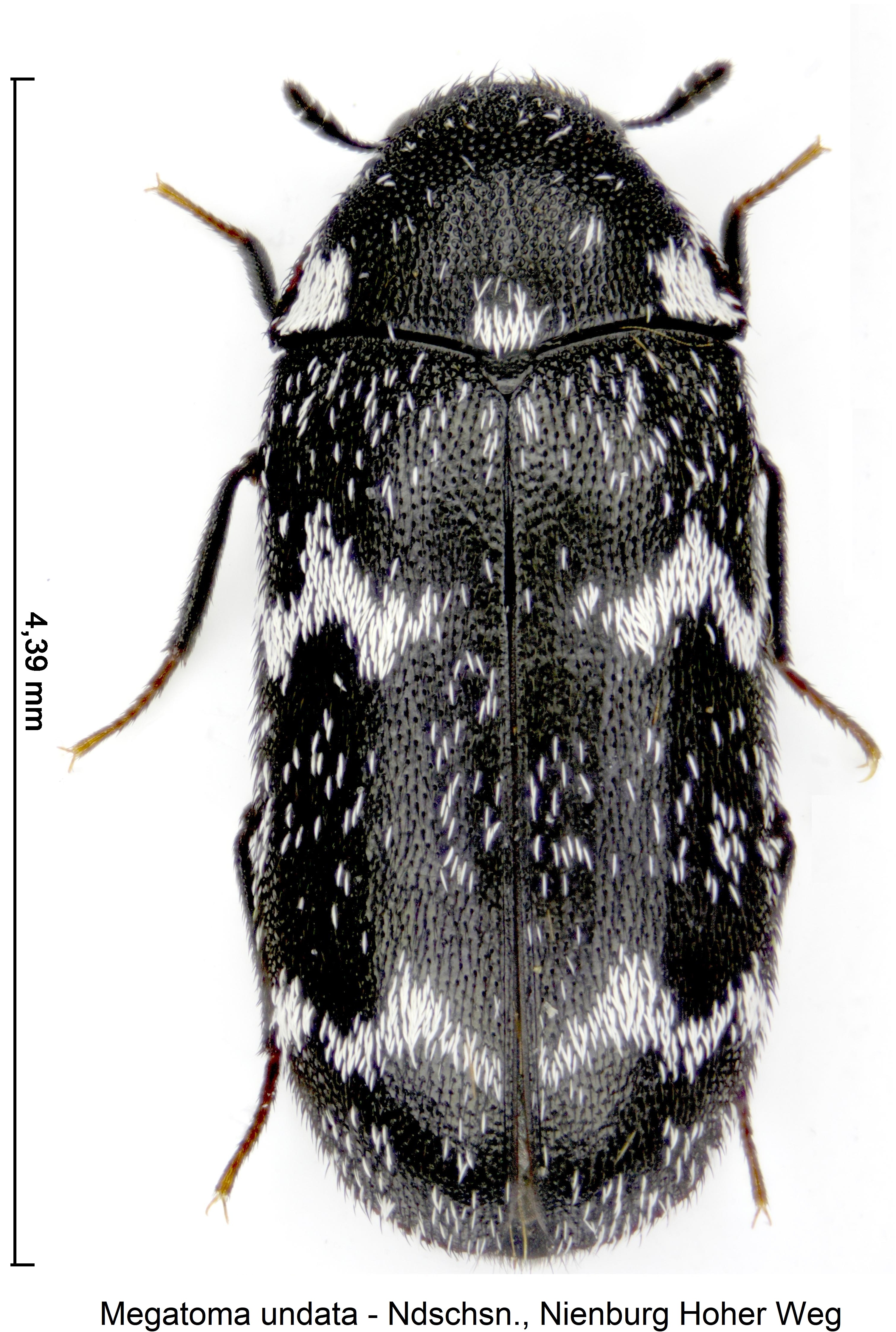megatoma_undata_hab1.jpg