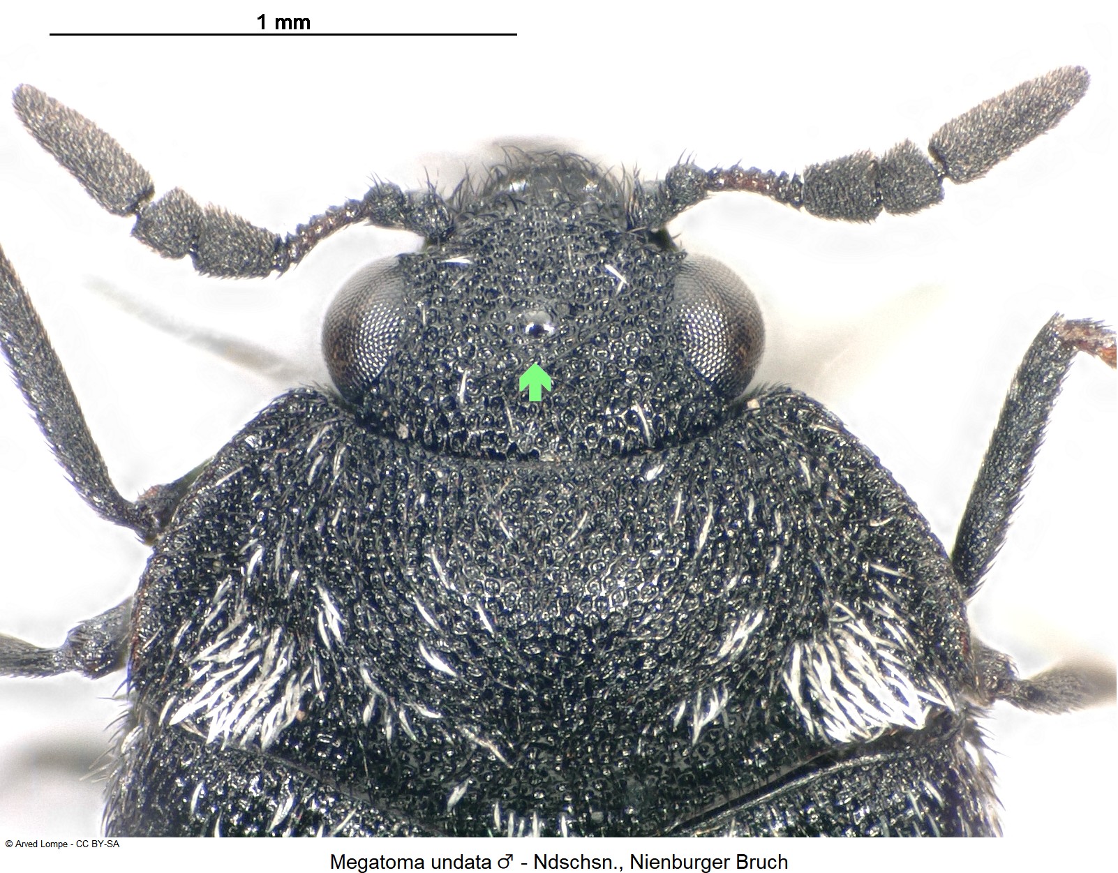 megatoma_undata_m_ck35551264_vk.jpg
