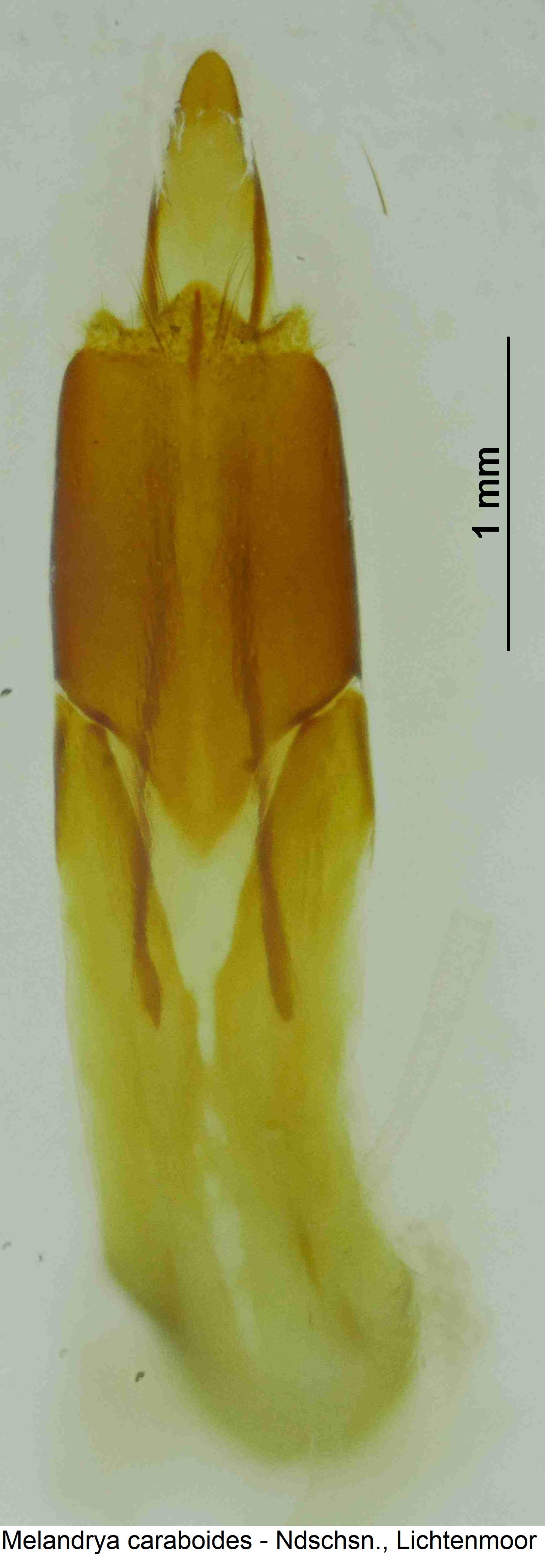 melandrya_caraboides.jpg