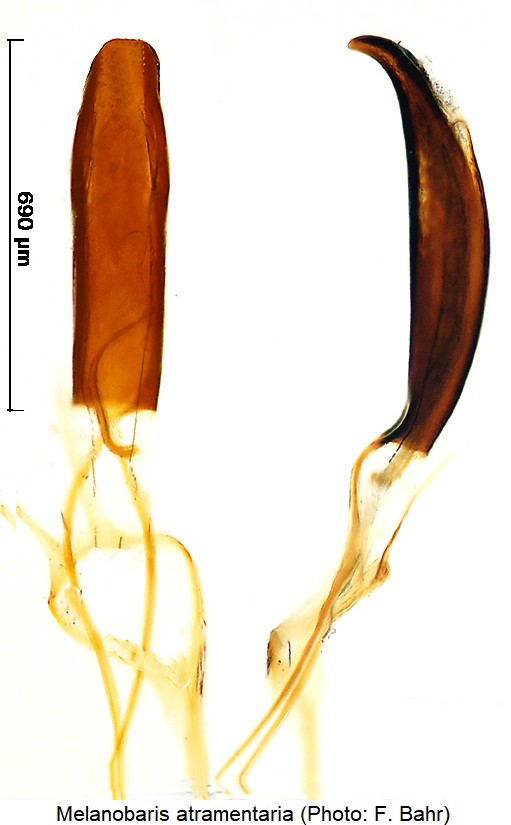 melanobaris_atramentaria.jpg