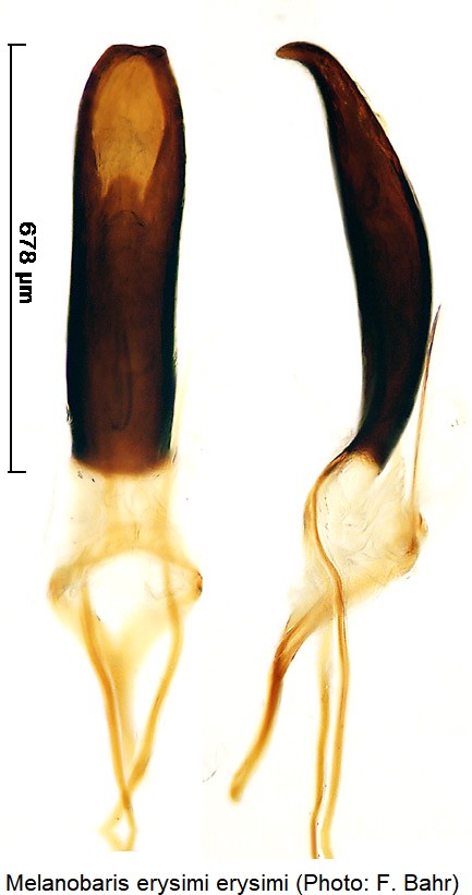 melanobaris_erysimi.jpg