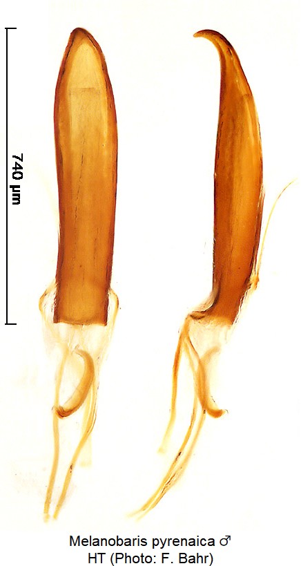 melanobaris_pyrenaica_m.jpg