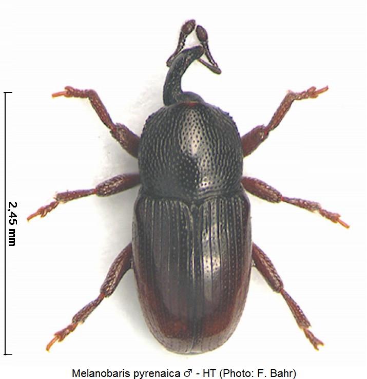 melanobaris_pyrenaica_m_hab.jpg