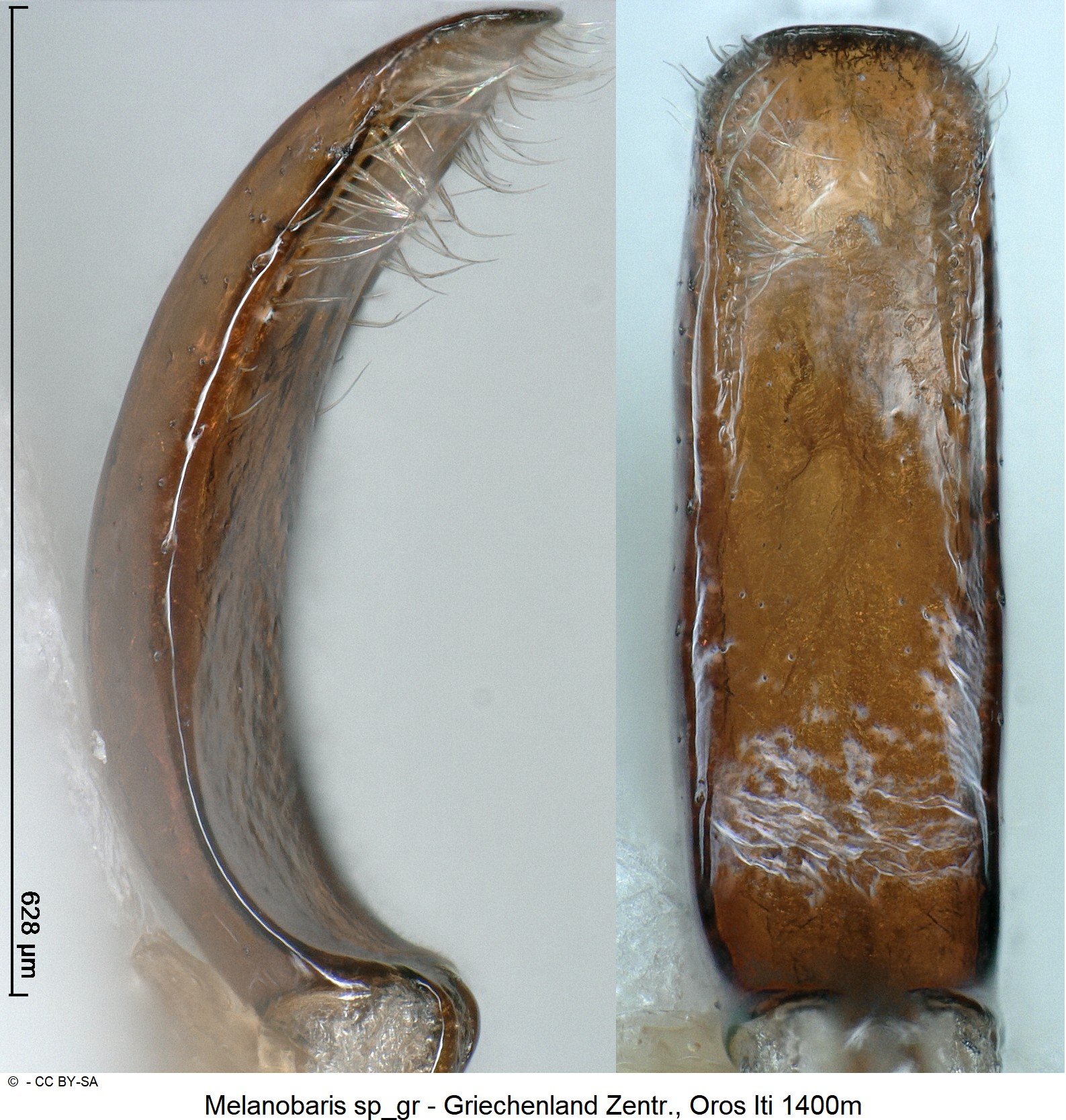 melanobaris_sp_gr1.jpg