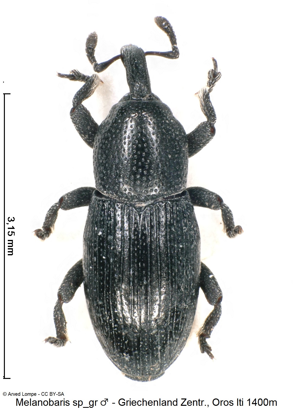 melanobaris_sp_gr1_hab.jpg
