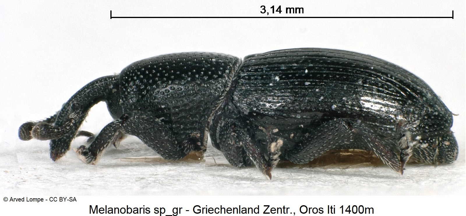 melanobaris_sp_gr1_sa.jpg