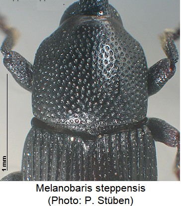 melanobaris_steppensis_hsch.jpg
