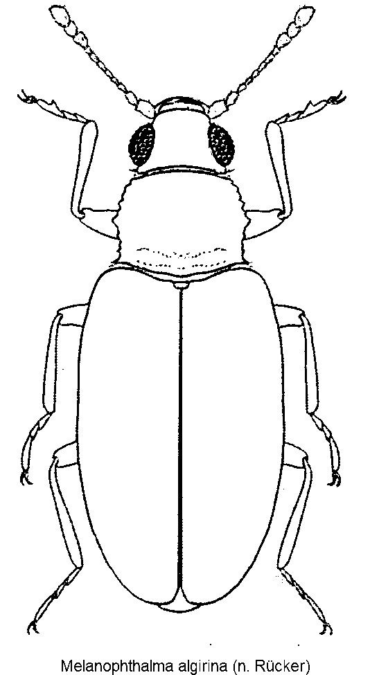 melanophthalma_algirina_hab.gif