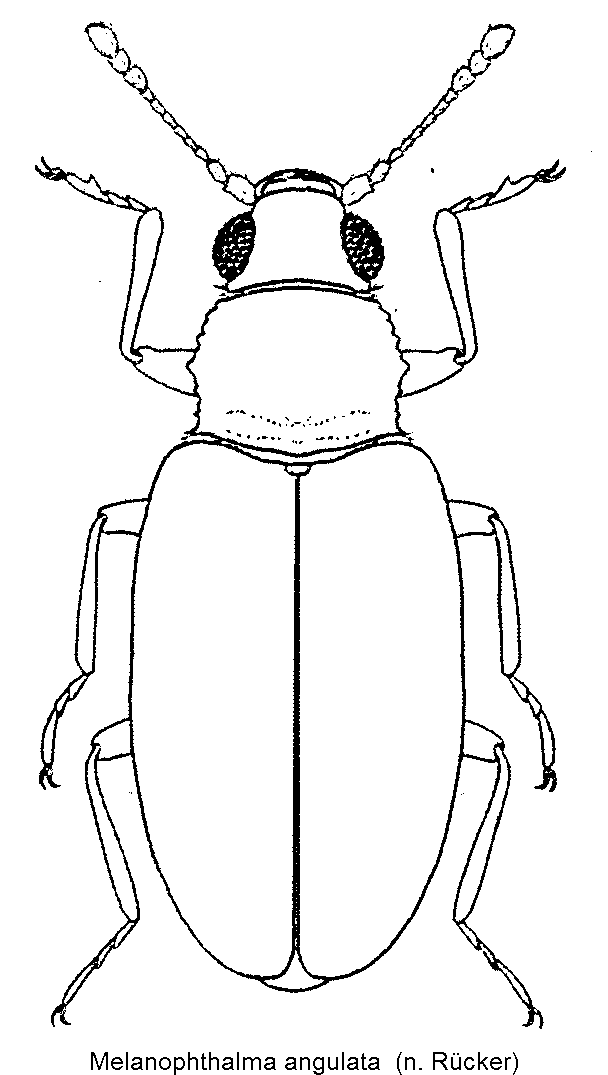 melanophthalma_angulata_hab.gif