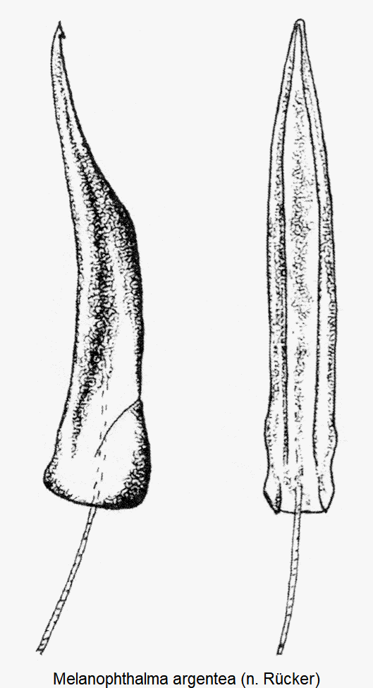 melanophthalma_argentea.gif
