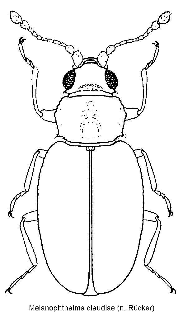 melanophthalma_claudiae_hab.gif