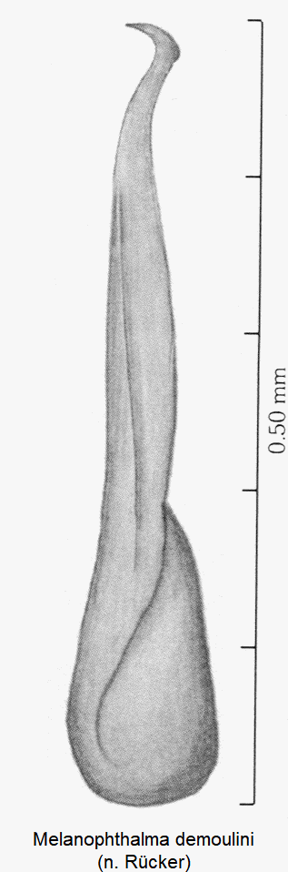 melanophthalma_demoulini.gif