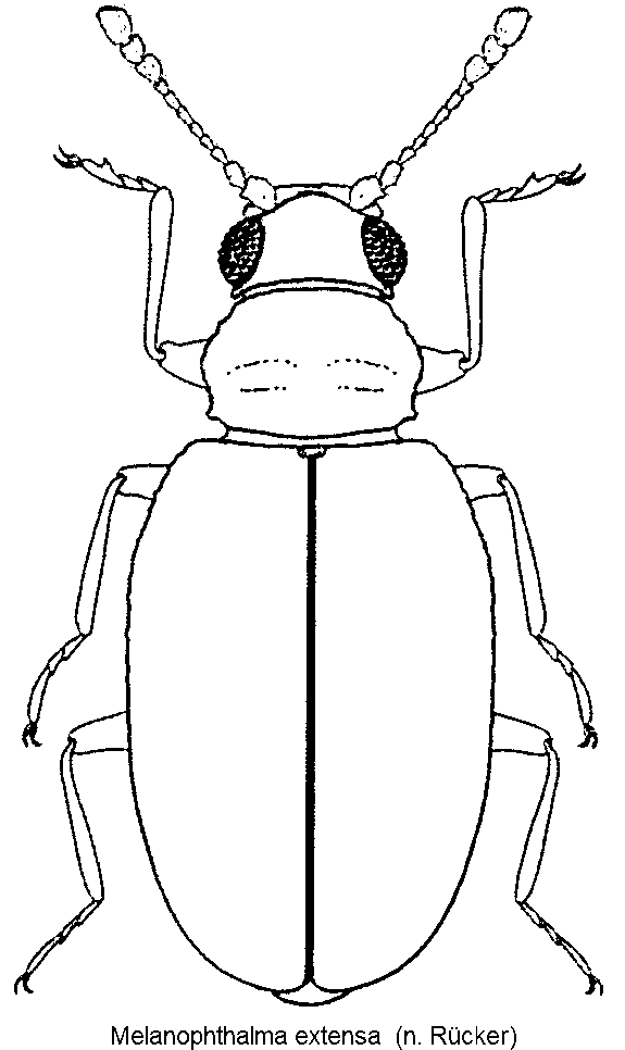 melanophthalma_extensa_hab.gif