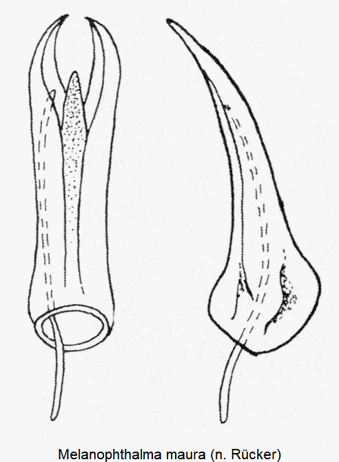 melanophthalma_maura1.gif