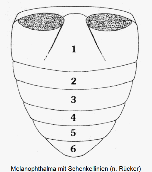 melanophthalma_mit_schenkellinien.gif