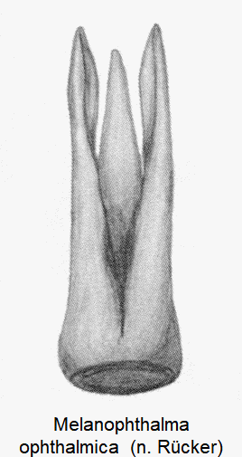 melanophthalma_ophthalmica.gif