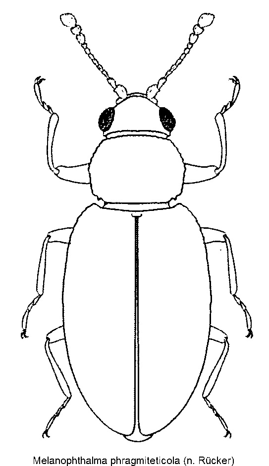 melanophthalma_phragmiteticola_hab.gif