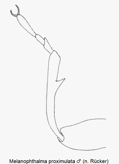 melanophthalma_proximulata_m_vschn.gif