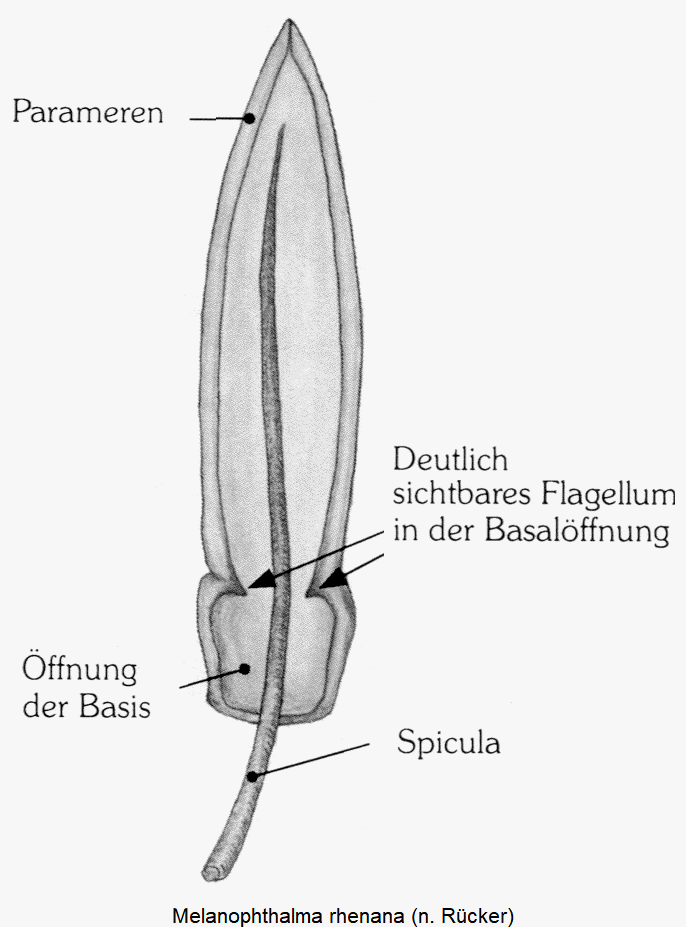melanophthalma_rhenana1.gif