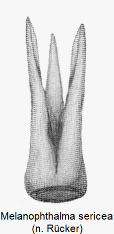 melanophthalma_sericea1.gif