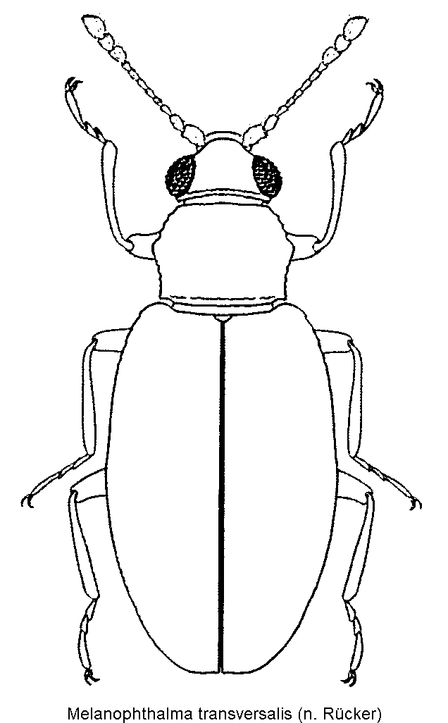melanophthalma_transversalis_hab.gif
